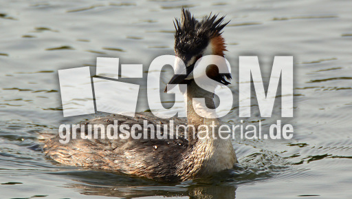 Haubentaucher (4).jpg